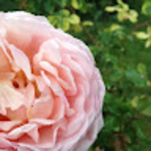 Meet your Posher, Anne